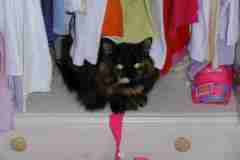 Kitty hiding in Jamie's wardrobe