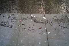 Flood debris on the canal towpath. Bright day, fine detail.